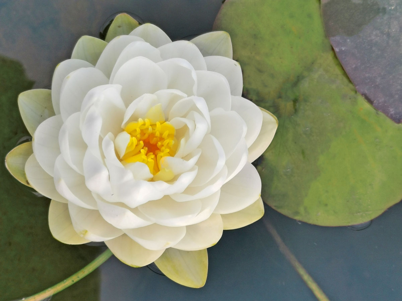 Preview: Seerose - Nymphaea Gonnere